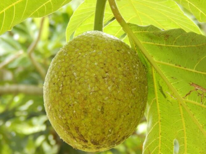 Breadfruit a very popular in Jamaica